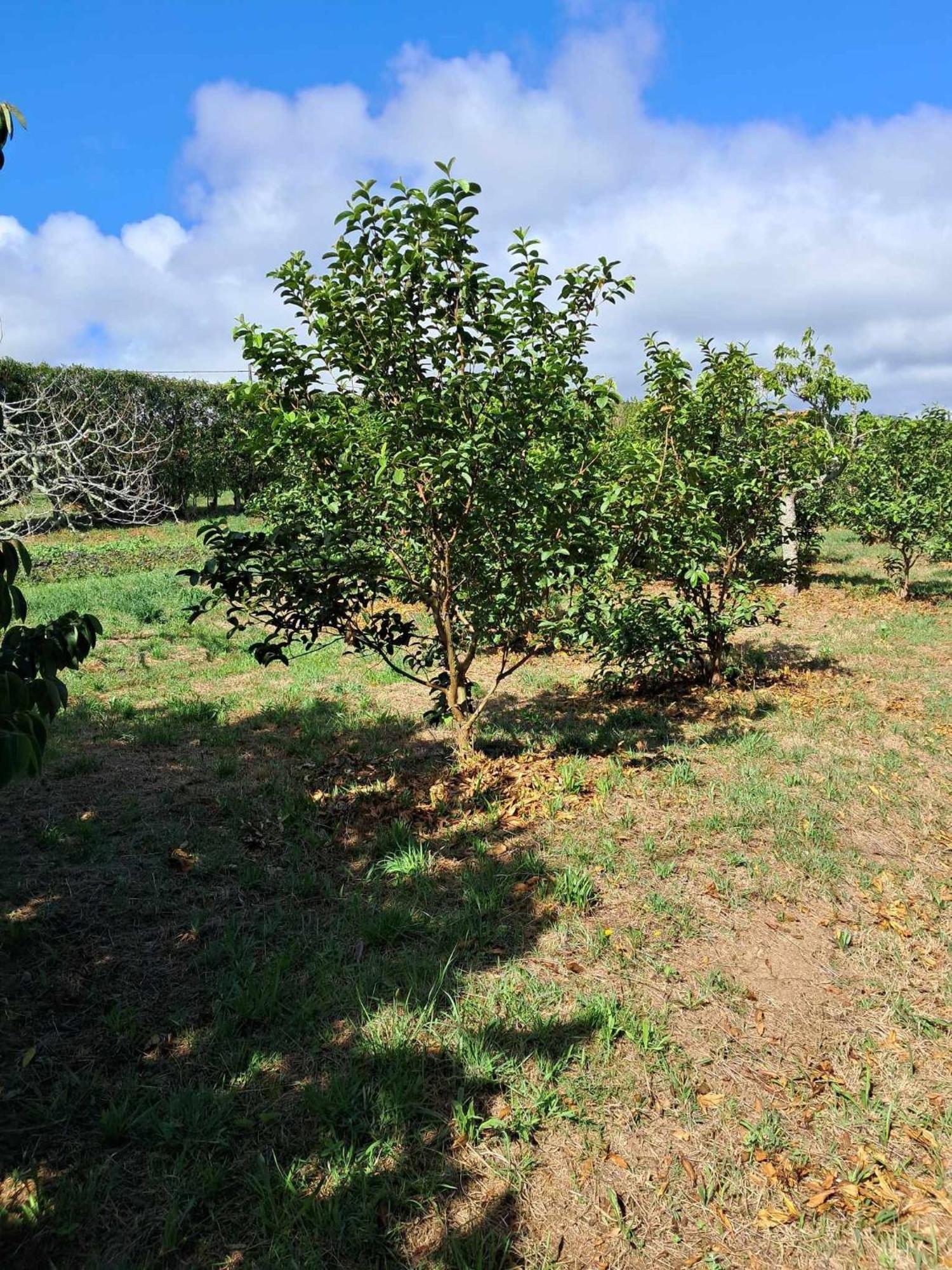 Quinta Do Norte Capelas Bagian luar foto