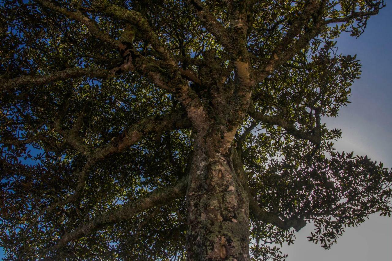 Quinta Do Norte Capelas Bagian luar foto